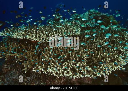 Blaugrüner Dammfisch (Chromis viridis), geschützt durch die Staghornkorallen. Stockfoto