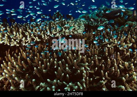 Blaugrüner Dammfisch (Chromis viridis), geschützt durch die Staghornkorallen. Stockfoto