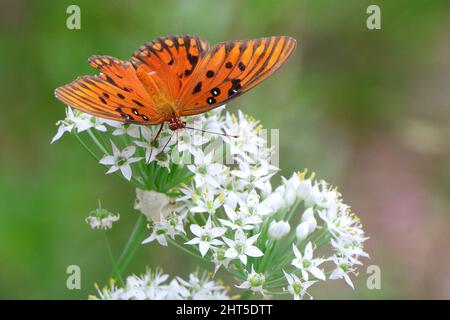 Ein versilberter Fritillary, der auf zarten weißen Blüten thront Stockfoto