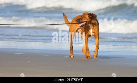 Schöne Aufnahme eines rhodesischen Ridgeback-Hundes, der am Meer läuft Stockfoto