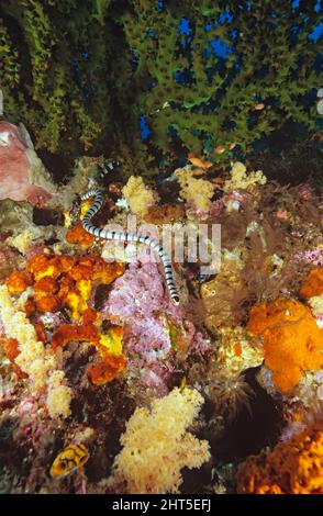 Gelblippige Meereskrait (Laticauda colubrina), unter Wasser über dem Korallenriff schwimmen. Stockfoto