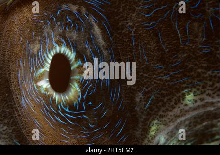 Detail des riesigen Muschel-Mantels (Tridacna sp.), Detail des Mantels. Great Barrier Reef, Queensland, Australien Stockfoto