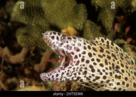 Riesenmoray (Gymnothorax Favagineus) Stockfoto