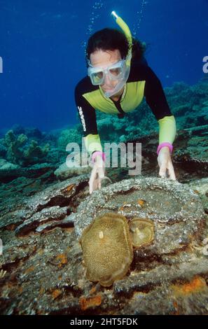 Corallimorph (Amplexidiscus fenestrafer), untersucht durch divr. Great Barrier Reef, Queensland, Australien Stockfoto