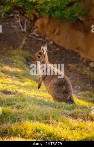 Vertikale Aufnahme eines niedlichen Wallabys Stockfoto