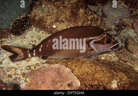 Roter Morwong (Goniistius fuscus), gilt als gutes Essen. North Solitary Islands, New South Wales, Australien Stockfoto