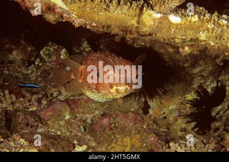 Stachelschweinfisch (Diodon holocanthus), schwebend an der Reinigungsstation. North Solitary Islands, New South Wales, Australien Stockfoto