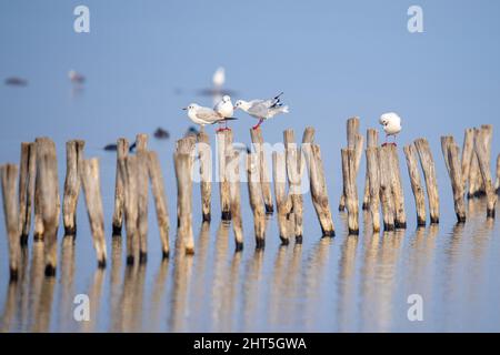 Eine Gruppe von Möwen, die auf den Holzstämmen sitzen und sich im Wasser aneinanderreihten Stockfoto