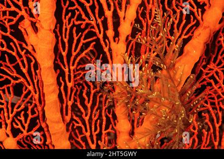 Farn hydroid, (fam. Plumulariidae), ein stechender hydroid, der innerhalb eines Gorgonien-Fächers wächst. Westaustralien Stockfoto