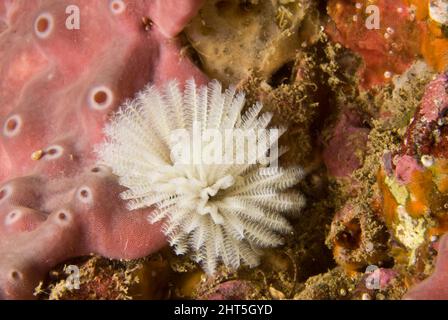 Federstaub-Wurm (Sabellastarte sp.), eine röhrenbewohnende Art mit zwei Ventilatoren weißer oder violetter Tentakeln, die von der Vorderseite des Körpers aus ragen. Stockfoto