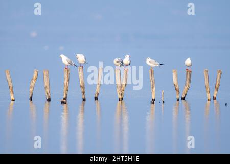 Eine Gruppe von Möwen, die auf den Holzstämmen sitzen und sich im Wasser aneinanderreihten Stockfoto