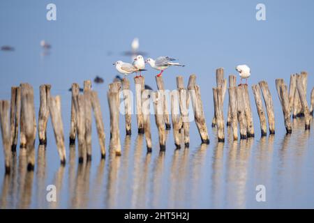 Eine Gruppe von Möwen, die auf den Holzstämmen sitzen und sich im Wasser aneinanderreihten Stockfoto