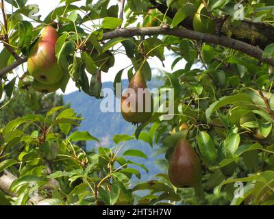 Nahaufnahme von roten Birnen auf Ästen Stockfoto