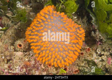 Giant Jelly Ascidian (Polycitor giganteus), ein koloniales Tier mit zahlreichen retraktible Zooiden, die in der Regel in einem Test eingebettet sind. Stockfoto