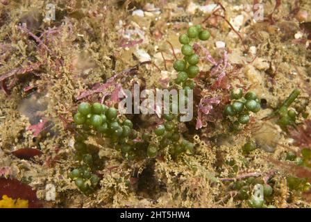 Meerestrauben (Caulerpa geminata), eine kleine Grünalge, die gegessen werden kann, frisch in einem Salat serviert, Grüner Kaviar. Hat einen salzigen, pfeffrigen Geschmack. Stockfoto