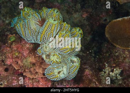 Prächtige Askiden (Botrylloides magnicoecum). Die Grundfarbe kann von blau bis violett reichen, aber die Goldmuster sind bei allen Exemplaren üblich. Stockfoto