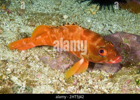 Schwarzspitzenzackenbarsch (Epinephelus fasciatus), eine Art, die leicht durch einen intensiven schwarzen Rand an der Rückenflosse identifiziert werden kann, wobei jede Rückenwirbelsäule mit einer weißen Spitze endet. Stockfoto