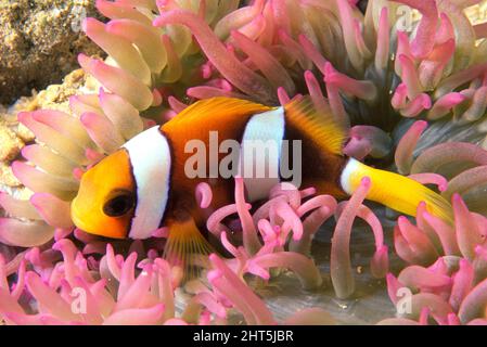 Gelbschwanzclownfisch (Amphiprion clarkii), jugendlich schlafend in einer kleinen Anemone in der Nacht. Papua-Neuguinea Stockfoto