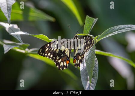 Ein hinterleuchteter Kalk-Schmetterling (Papilio demoleus malayanus), der auf einem grünen tropischen Blatt mit geöffneten Flügeln ruht Stockfoto