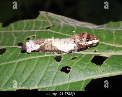 Ein Vogel, der die Raupe des Riesenschwanzschwalbenschwanzschmetterlings (Papilio cresphontes) auf einem grünen, auf schwarzem Hintergrund isolierten Blatt ablässt Stockfoto