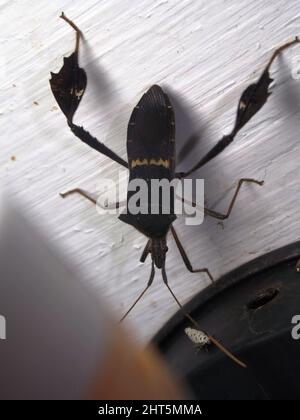 Ein schwarz-gelber Blattfußkäfer (Familie Coreidae), isoliert auf einem natürlichen weißen Hintergrund aus dem Dschungel von Belize, Mittelamerika Stockfoto