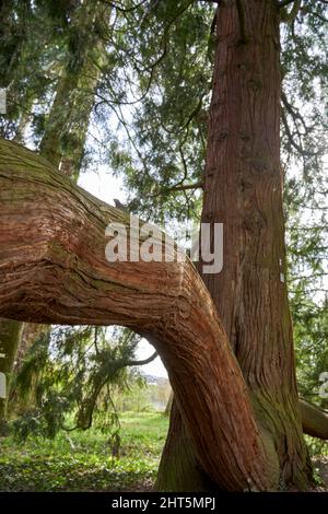 Baum des Lebens (Thuja plicata, Lebensbaum). Brauner Pflanzenstamm mit hervorstehenden dicken Ast. Stockfoto