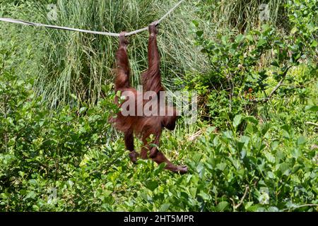 Ein Bornean-Orang-Utan (Pongo pygmaeus), der aus einer Hand und einem Fuß aus einem Seil schwingt, mit tropischen Pflanzen im Hintergrund Stockfoto