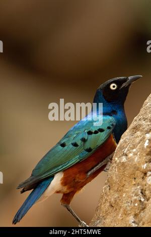 Ein kastanienbauchiger Star (Lamprotornis pulcher), der auf einem Felsen mit einer natürlichen Wüste im Hintergrund klettert Stockfoto