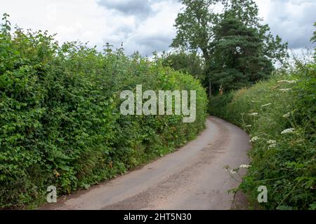 Eine verlassene Landstraße von Devon und biegen sich an einem bewölkten Tag mit hohen Hecken auf beiden Seiten ab Stockfoto