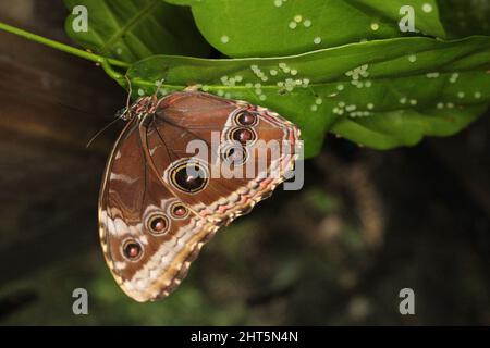 Ein weibliches Ei des Blauen Morpho-Schmetterlings (Morpho peleides), das auf einem grünen Blatt aus dem Dschungel von Belize, Mittelamerika, liegt Stockfoto