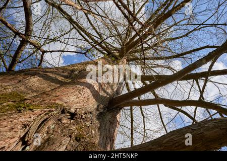 Rotholzbaum (Metasequoia glybtostroboides, Urweltmammutbaum). Pflanze mit dickem Stamm und vielen braunen Ästen. Ansicht von oben. Stockfoto