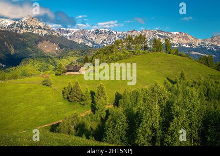 Schöne ländliche Landschaft, grüne Felder und Wälder mit schneebedeckten Bergen im Hintergrund, Bucegi Berge, Moieciu de Sus, Rumänien, Europa Stockfoto