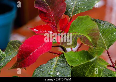 Nahaufnahme von Regentropfen auf einer roten Blume namens „poinsettia“ Stockfoto