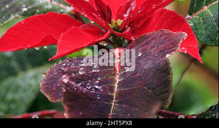Makroaufnahme von Tröpfchen auf einer roten Blume namens „Poinsettia“ Stockfoto