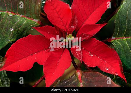 Nahaufnahmen von Regentropfen auf einer roten Blume namens „poinsettia“ Stockfoto