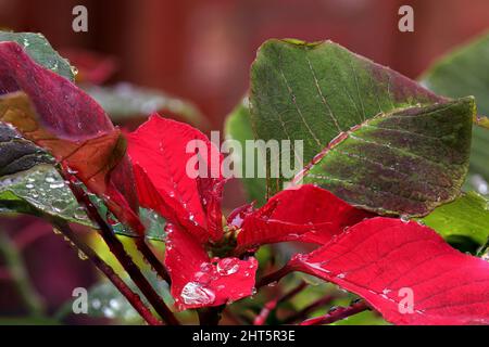 Nahaufnahme von Regentropfen auf einer roten Blume namens „poinsettia“ Stockfoto