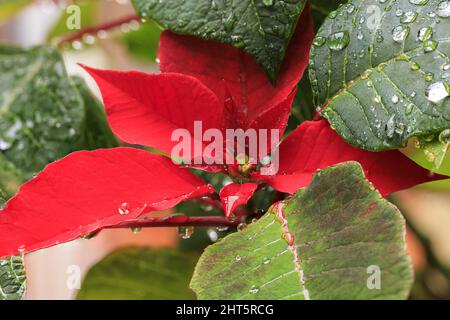 Nahaufnahme von Regentropfen auf einer roten Blume namens „poinsettia“ Stockfoto