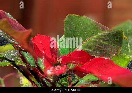 Nahaufnahme von Regentropfen auf einer roten Blume namens „poinsettia“ Stockfoto