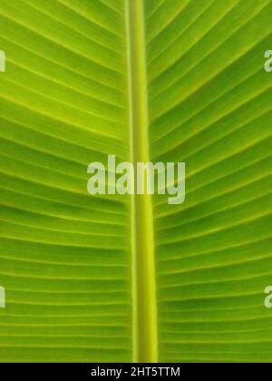 Eine schöne Bananengrün Blatt Textur Hintergrund Stockfoto