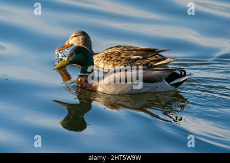 Männliche und weibliche Stockenten schwimmen in einem Colorado See Stockfoto