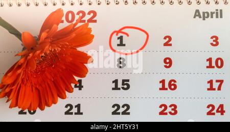 Ein an der Wand montierter Papierkalender mit einem Datumsstempel vom 1. April 2022 am Tag des Aprilscherzens. Selektiver Fokus mit unscharfem Hintergrund. Draufsicht, orangefarbene Blume Stockfoto