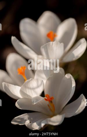 Vertikale Nahaufnahme des schönen weißen Crocus Stockfoto