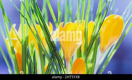 Gelbe Krokusblüten auf blauem verschwommenem Hintergrund mit selektivem Fokus. Frühjahrskonzept. Banner. Stockfoto