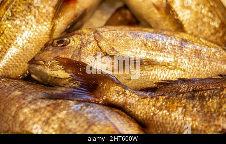 Wunderschöne wilde Seebrasse frisch gefangen Stockfoto