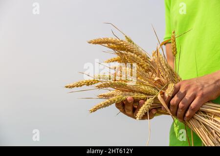 Nahaufnahme von zwei Händen, die goldene Weizenspitzen auf dem Feld halten. Rustikale Outdoor-Szene. Stockfoto