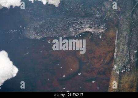 Junger Fischotter (Lufra vulgaris) am eiskalten nördlichen Fluss. Ein Tier in der Nähe eines Küstenschutzbunkers Stockfoto