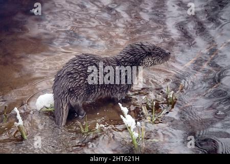 Junger Fischotter (Lufra vulgaris) am eiskalten nördlichen Fluss. Im Winter verlassen Otter das Territorium ihres Vaters (Alter 5-6 Monate). Das Tier befindet sich in einem Zustand der Verderbung Stockfoto