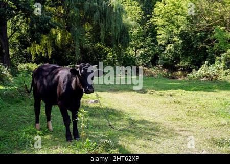 Schwarzer junger Bulle auf Rasen vor dem Wald am sonnigen Sommertag. Nahaufnahme. Selektiver Fokus. Stockfoto