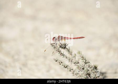 Nahaufnahme einer roten Libelle, die auf einer Blume sitzt - weißer Hintergrund Stockfoto