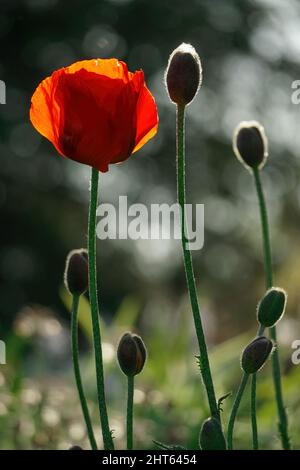 Knospen einer blühenden und ungeöffneten roten Mohnblume auf einem verschwommenen Hintergrund - Nahaufnahme Stockfoto